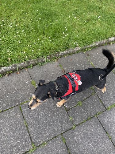 Customer photo review of Pfotenlove - Personalisiertes Anti-Zug Sicherheitsgeschirr – Premium Ausgabe