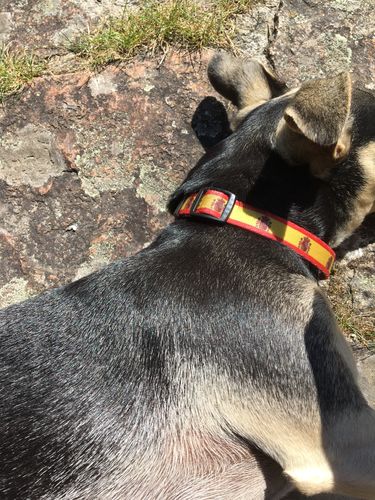 Customer photo review of Spain Flag Dog Collar