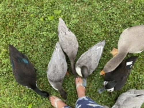 Customer photo review of GrubTerra Dried Larvae