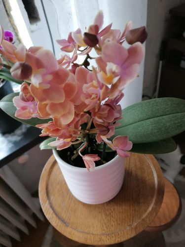 Customer photo review of Duftorchidee - Peaches mit rosa-orangenen Blüten
