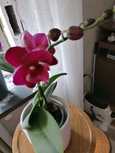 Customer photo review of Table Dance -Tying Shin Black Bear mit lila Blüten und 1 Stiel