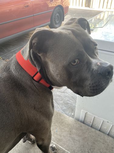 Customer photo review of DF Co. Tactical Red Dog Collar