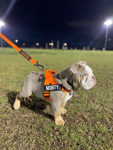Customer photo review of DF Co.  Hi-Vis Orange Dog Leash