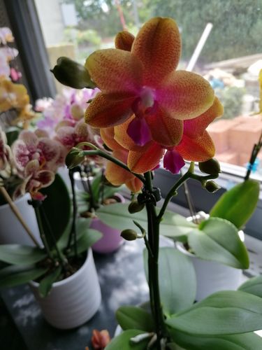 Customer photo review of Duftorchidee - Daisy mit orangenen Blüten