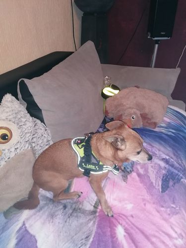 Customer photo review of Pfotenlove - Personalisiertes Anti-Zug Sicherheitsgeschirr – Premium Ausgabe