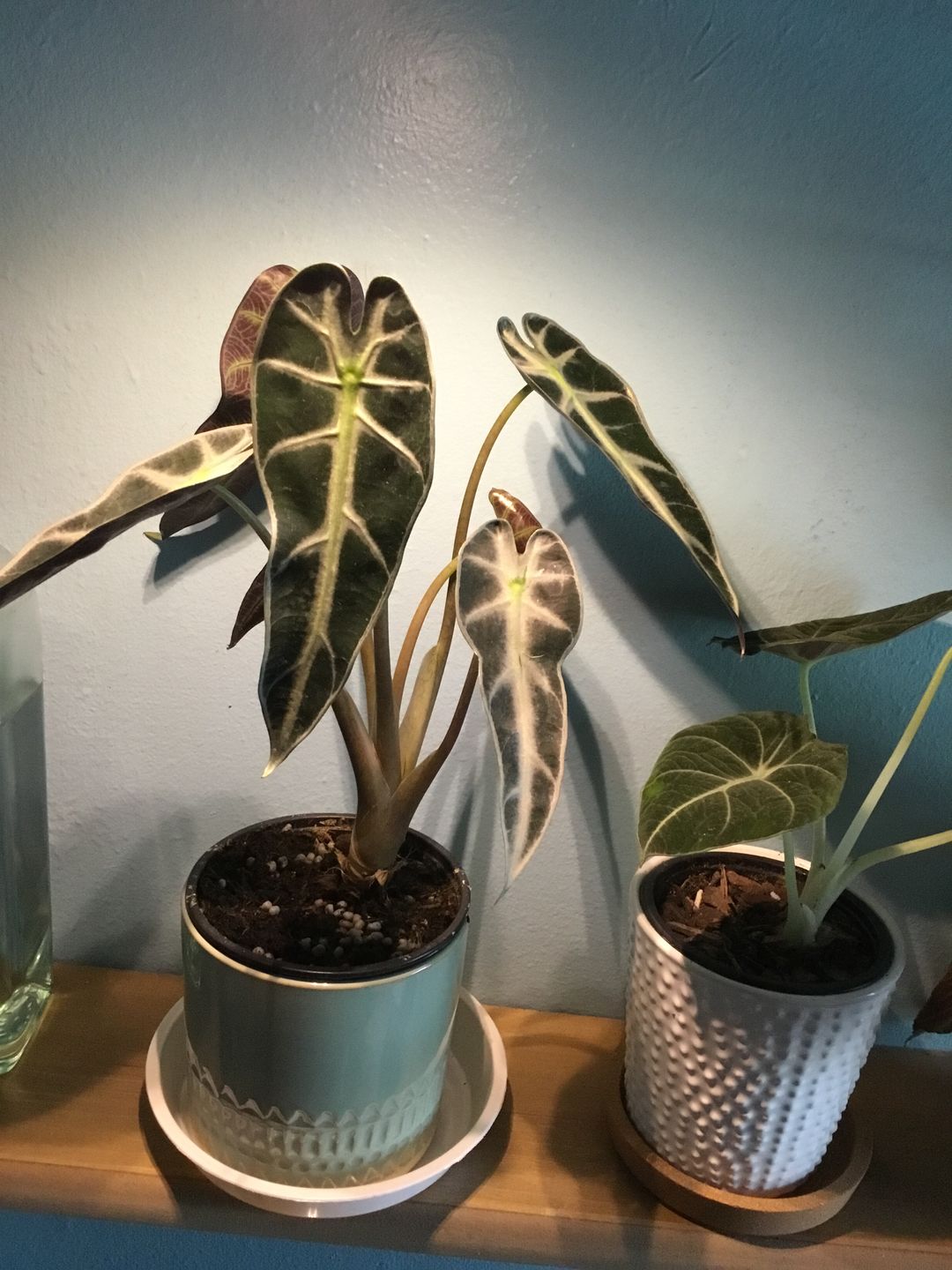 Customer photo review of 4" Alocasia Bambino