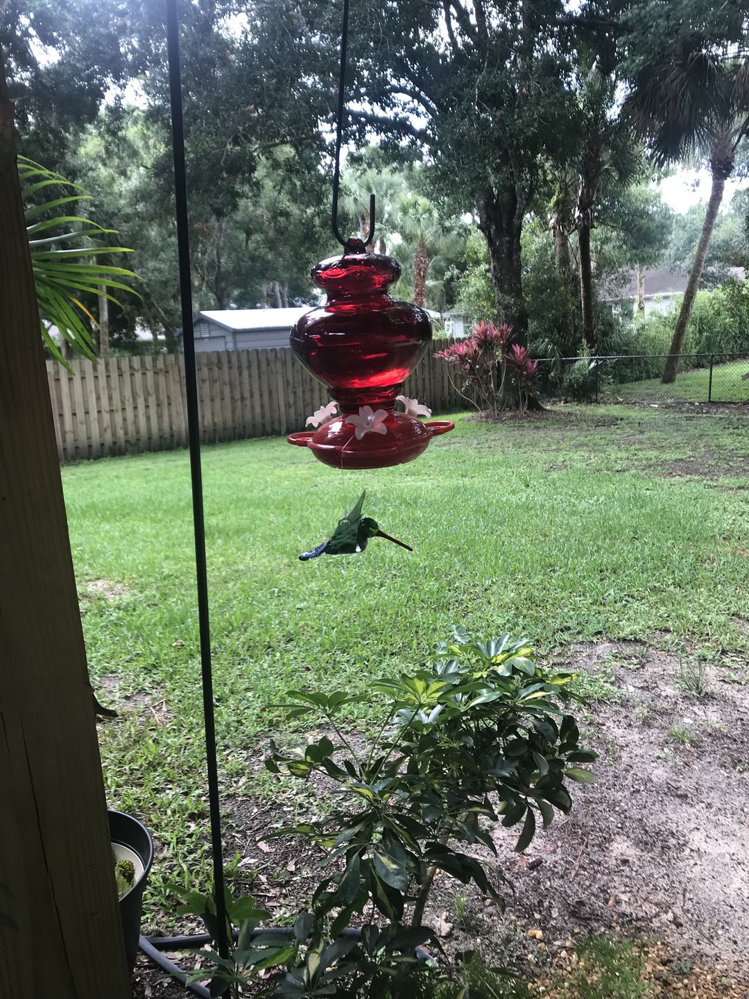 Customer photo review of Dichroic Twist Glass Hummingbird with Infused Ash