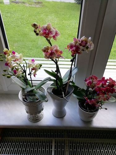 Customer photo review of Table Dance - Sunset mit roten wachsblumigen Blüten