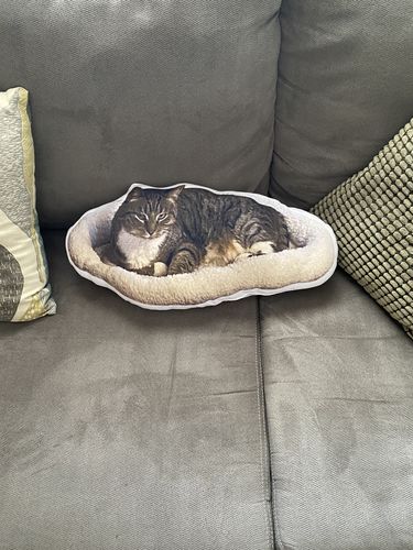 Customer photo review of Create A Custom Cat Pillow