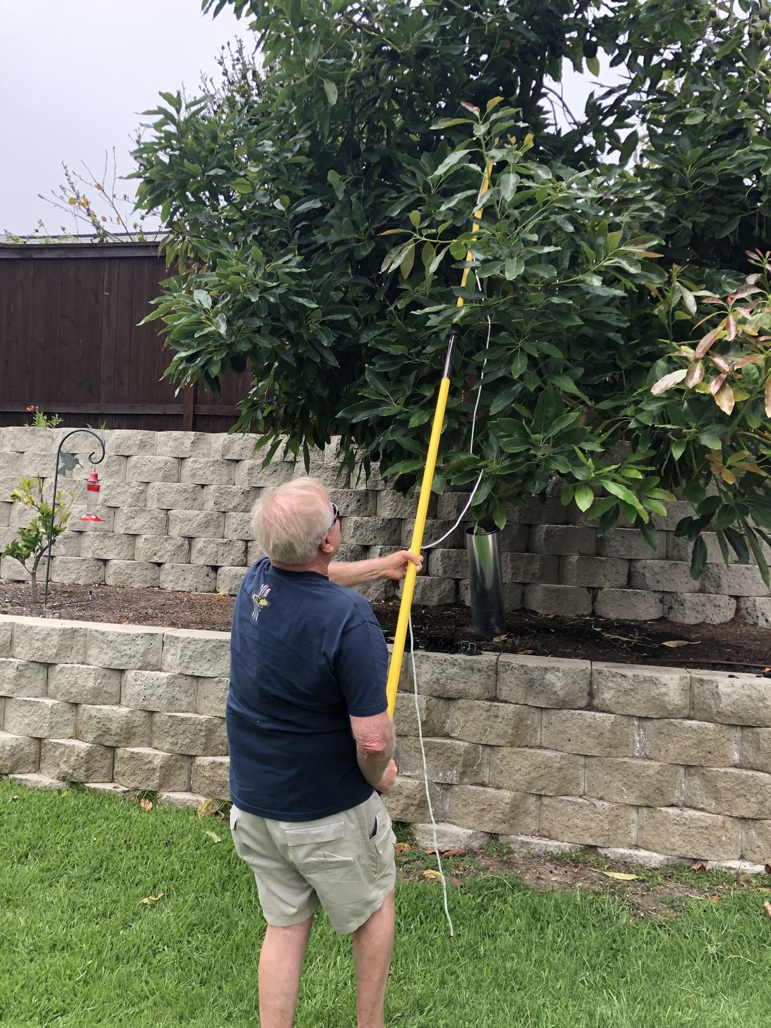 Customer photo review of Fruit Picking Pole (Telescoping) |  Fiberglass Pole