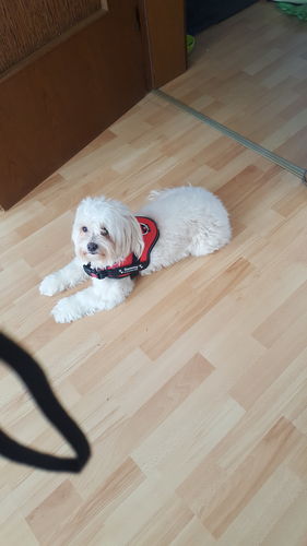 Customer photo review of Pfotenlove - Personalisiertes Anti-Zug Sicherheitsgeschirr – Premium Ausgabe