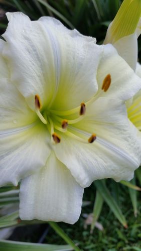 Customer photo review of Probiotic Prebiotic for Heart Health & Bloating | Microbiome Plus+