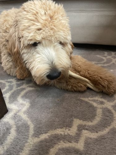 Customer photo review of 6 to 8 Inch Cow Tails