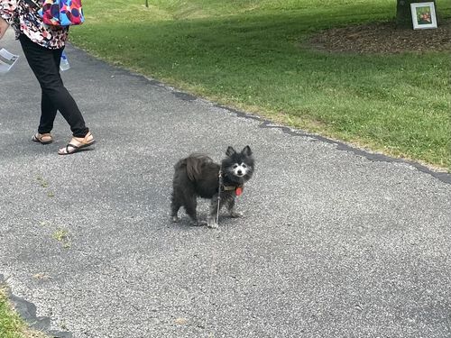 Customer photo review of Fetch Digital Pet ID