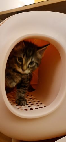 Customer photo review of Makesure Modern Cat Litter Box