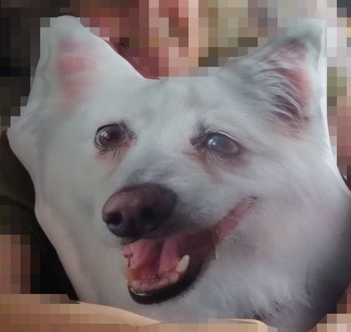 Customer photo review of Create A Custom Dog Pillow