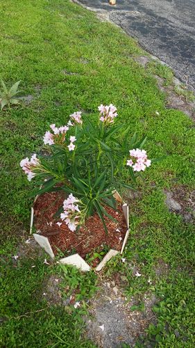 Customer photo review of Oleander