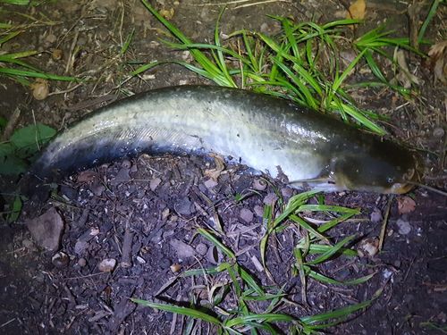 Customer photo review of 20g Smart Fishing Float