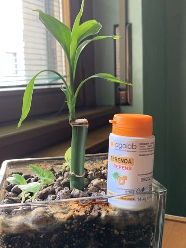 Customer photo review of 2 Conf. Serenoa Repens