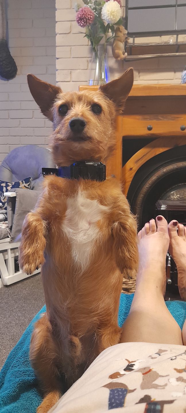 Customer photo review of Remote Training Collar System