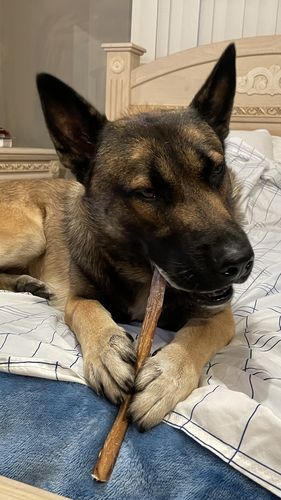 Customer photo review of 6 Inch Jumbo Bully Stick