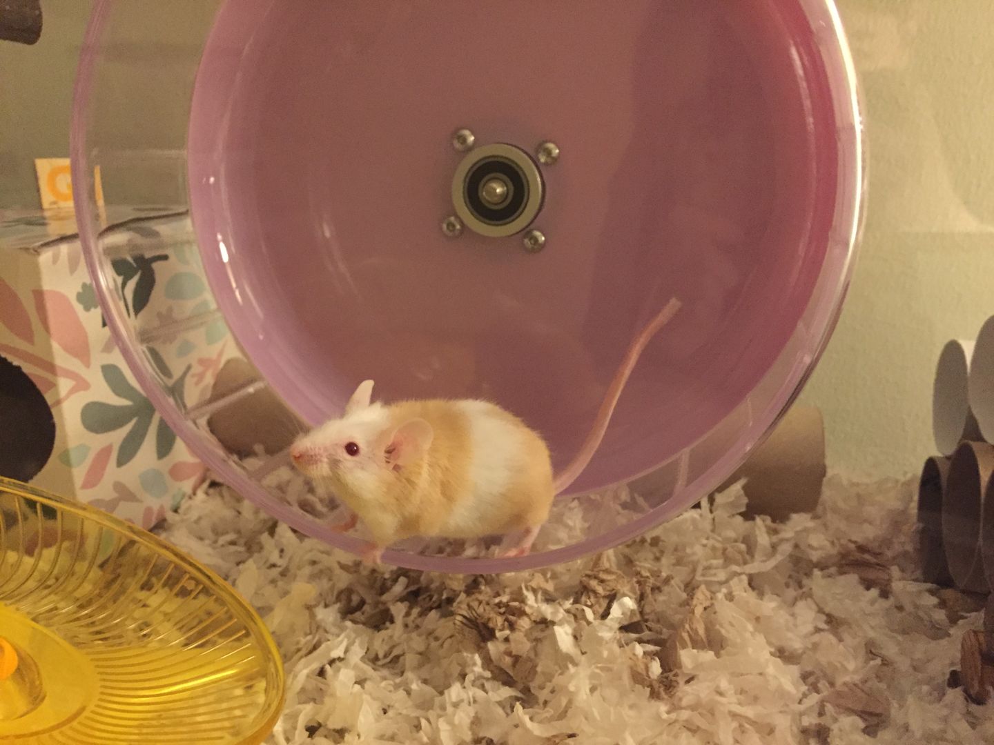 Customer photo review of Niteangel Super-Silent Hamster Exercise Wheels - 8.2 inches