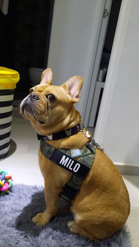 Customer photo review of Custom Name Patch For Dog Harness