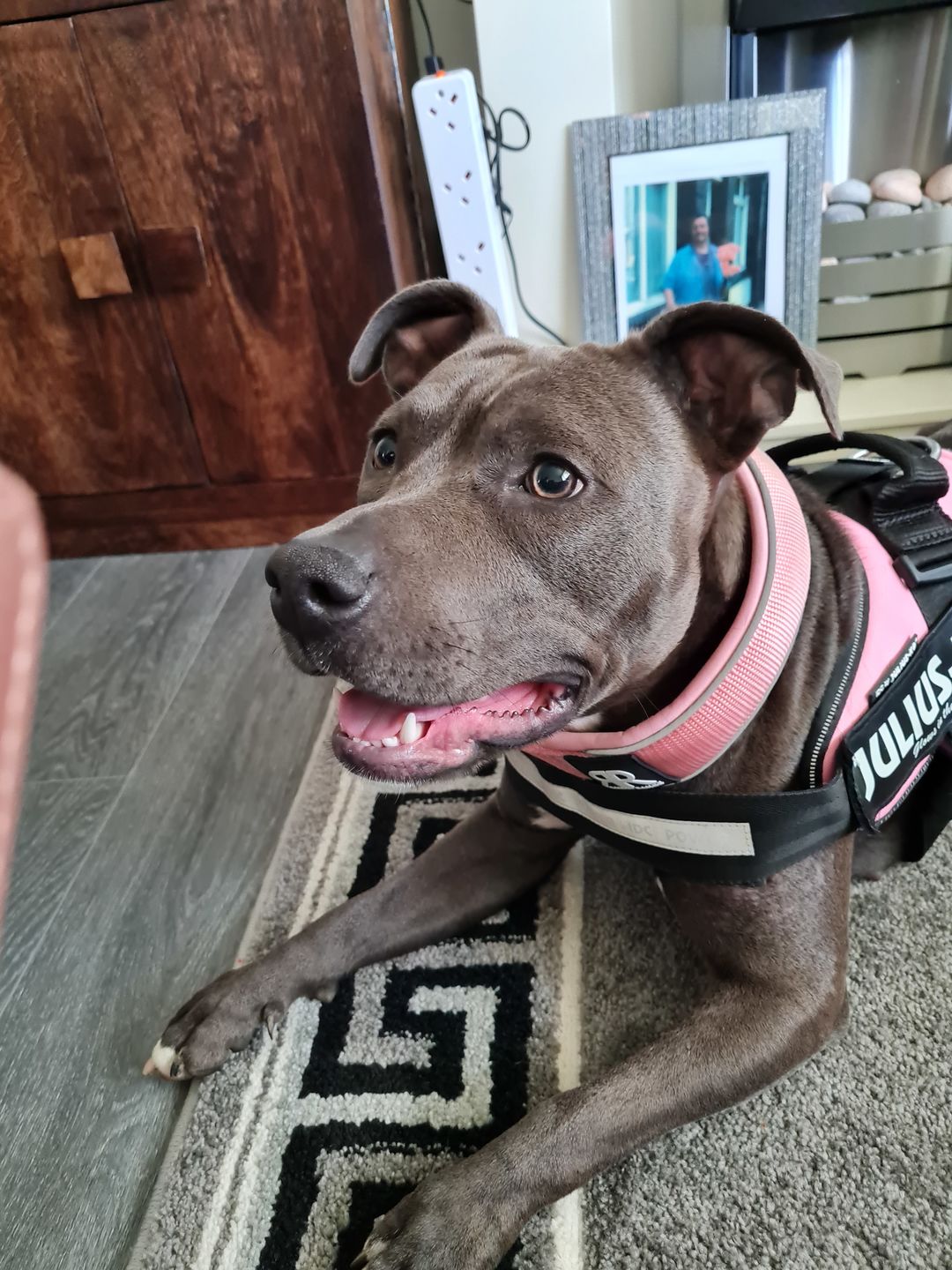 Customer photo review of 5cm RR Collar | Soft Padded & Reflective | Series 2 - Pink