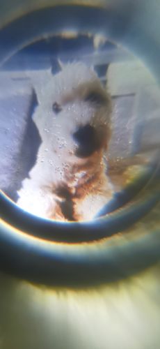 Customer photo review of Pfotenkette mit Wunschfoto