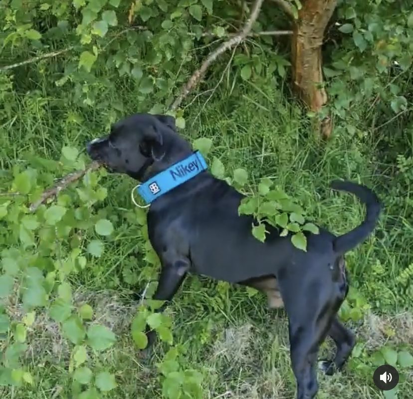 Customer photo review of 5cm Combat® Collar | Rated Clip - NO HANDLE - Light Blue v2.0