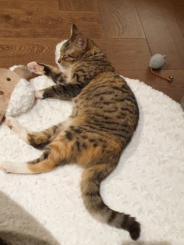 Customer photo review of ZEZE Sheep Pet Mat