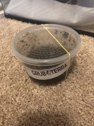 Customer photo review of GrubTerra Fresh Black Soldier Fly Larvae for Reptiles