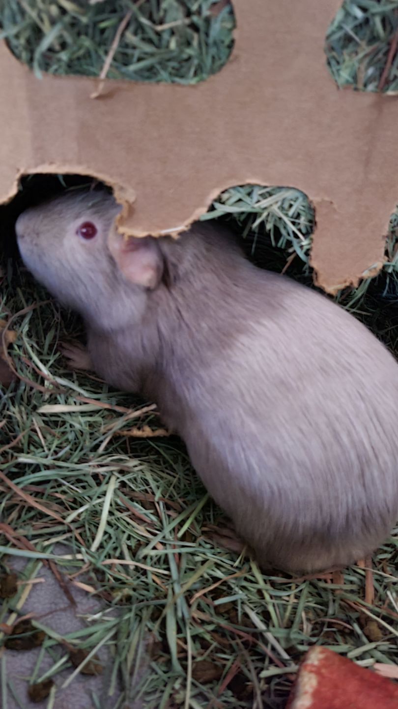 Customer photo review of GuineaDad Nourish Series - Orchard Hay (3 Pack)