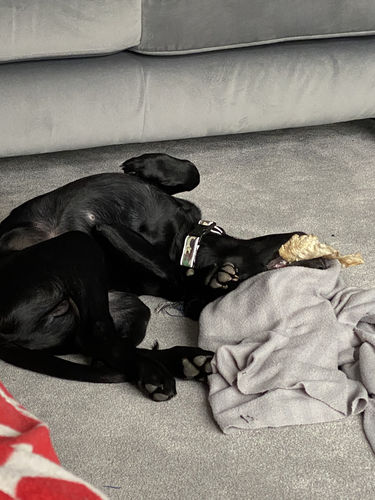 Customer photo review of Everest Dog Yak Chews