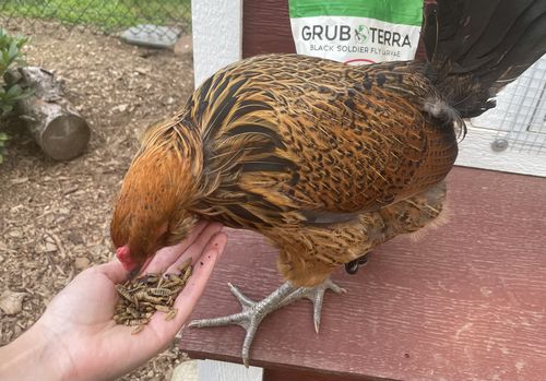 Customer photo review of GrubTerra Dried Larvae