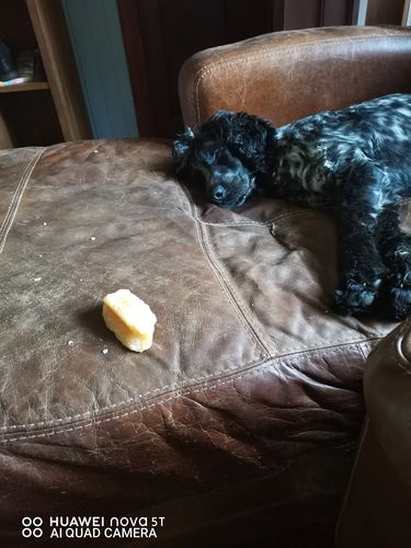 Customer photo review of Everest Dog Yak Chews