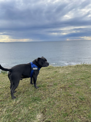 Customer photo review of DF Co. Classic Blue Dog Harness