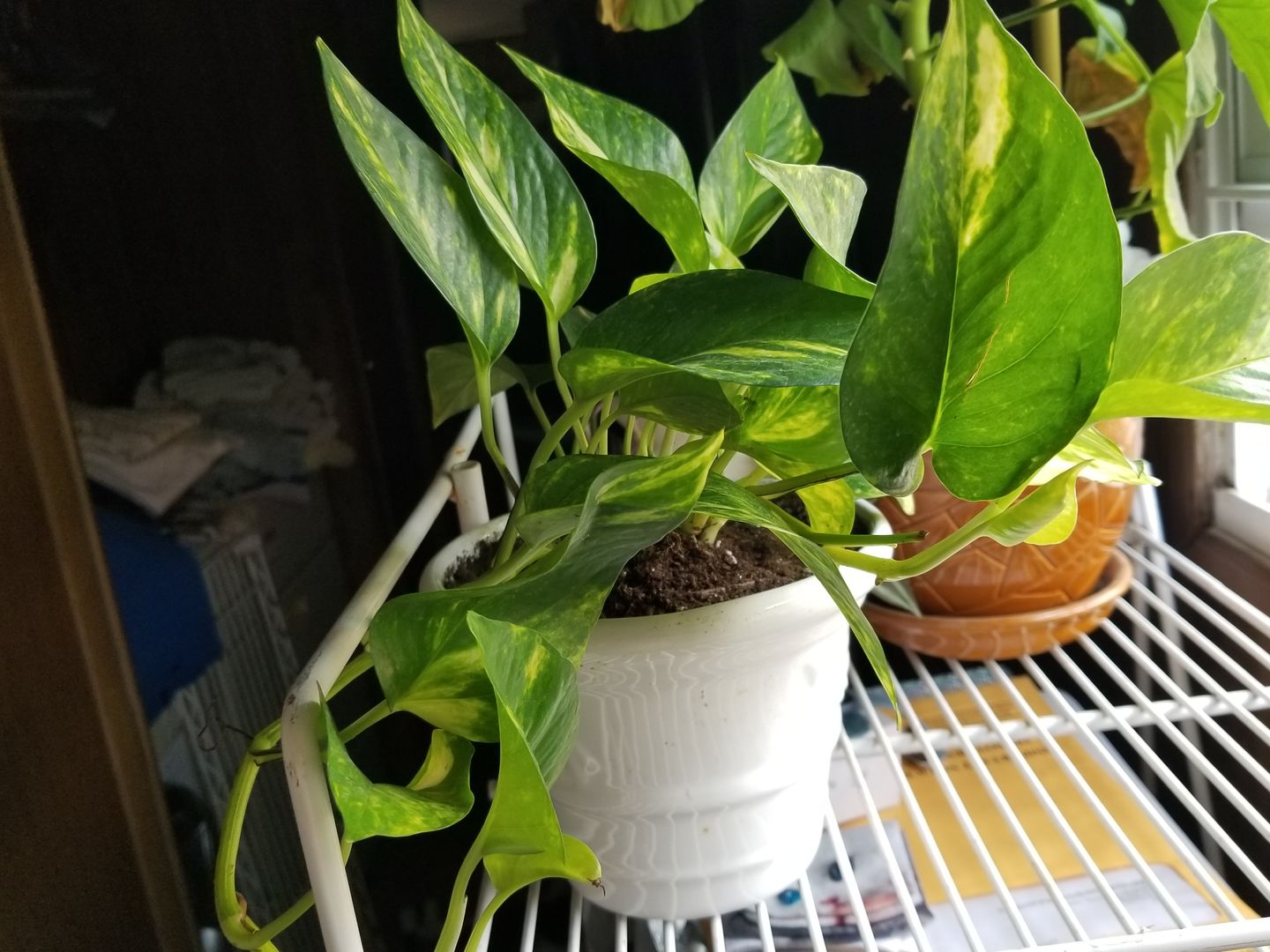 Customer photo review of 4" Pothos Golden