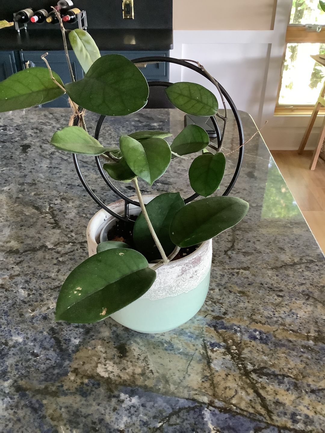 Customer photo review of 3" Hoya Fungii