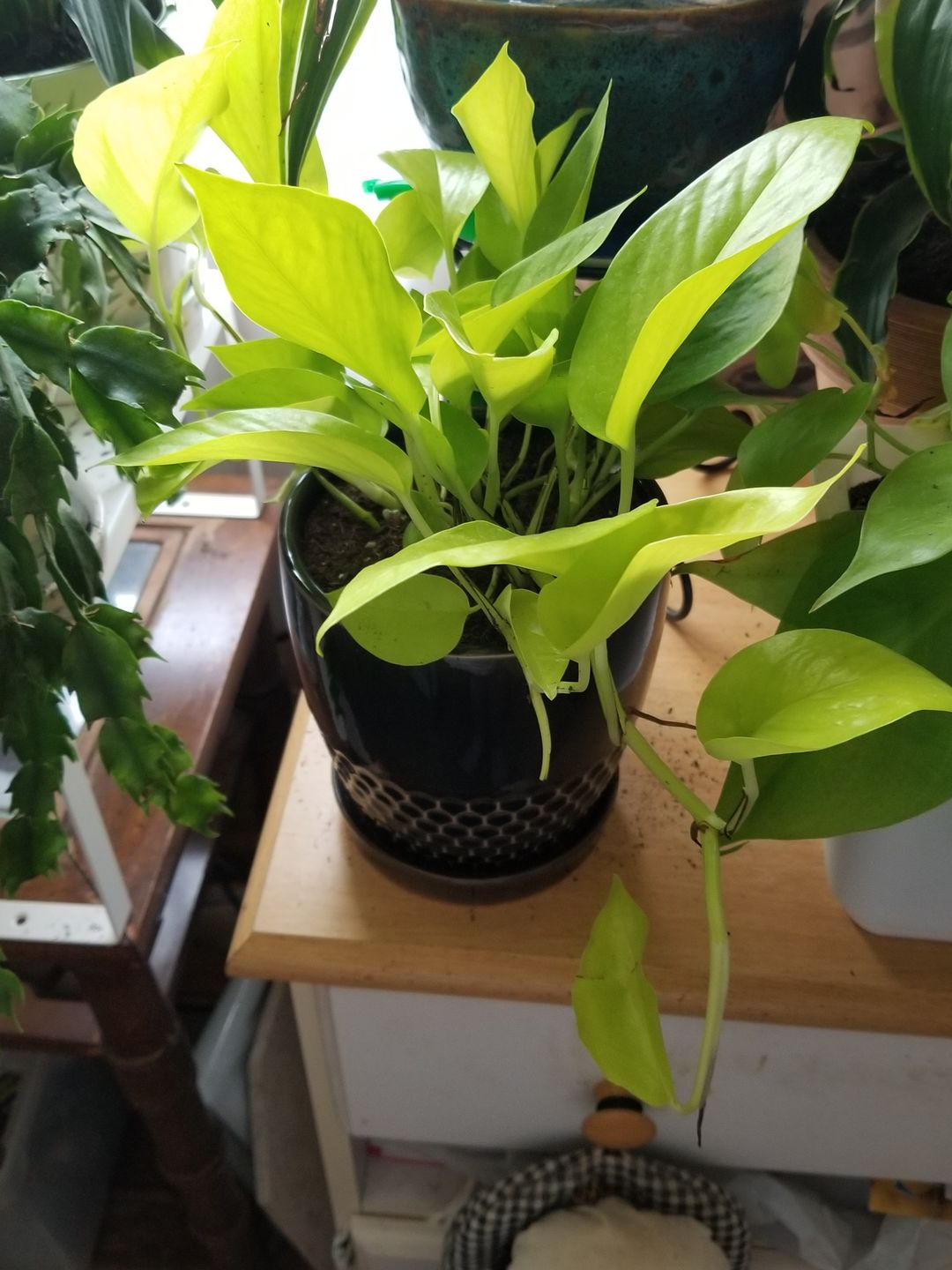 Customer photo review of 4" Pothos Neon