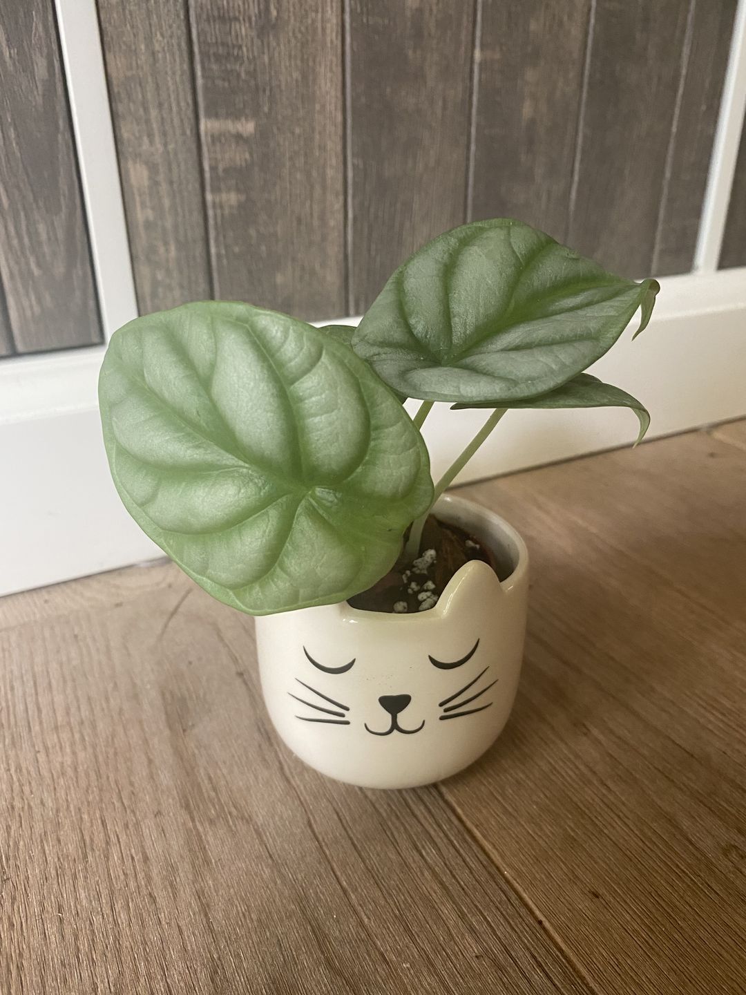 Customer photo review of ALOCASIA DRAGON SCALE