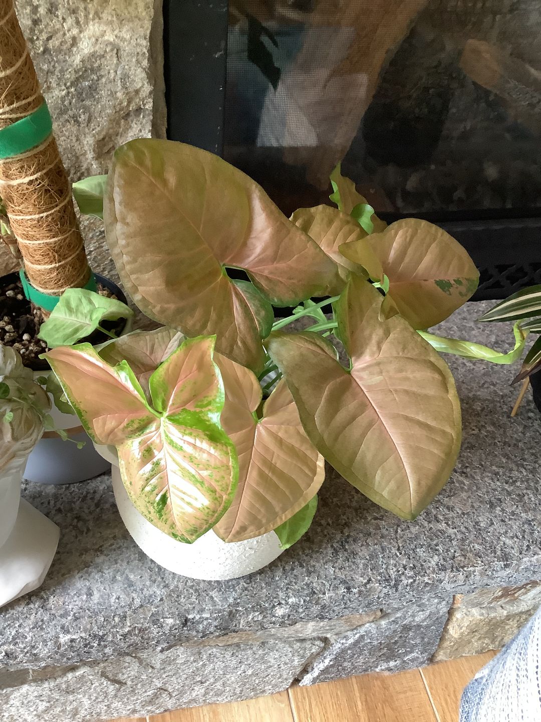 Customer photo review of 4" Syngonium Regina Red