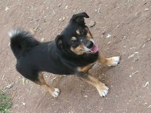 Customer photo review of BELCANDO® MASTERCRAFT TOPPING Agnello con Piselli