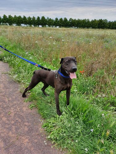 Customer photo review of G-ADVENTURE Hundeleine 3 Meter verstellbar | Leder & gepolstertem Nylon