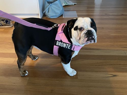 Customer photo review of DF Co. Pink Dog Leash