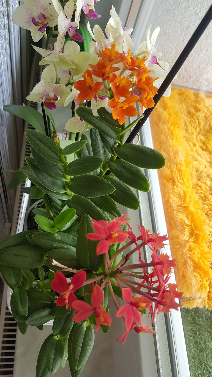Customer photo review of 3er Set - Epidendrum Nordic Fire