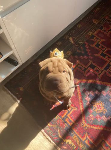 Customer photo review of Pawfect Moments Hamper