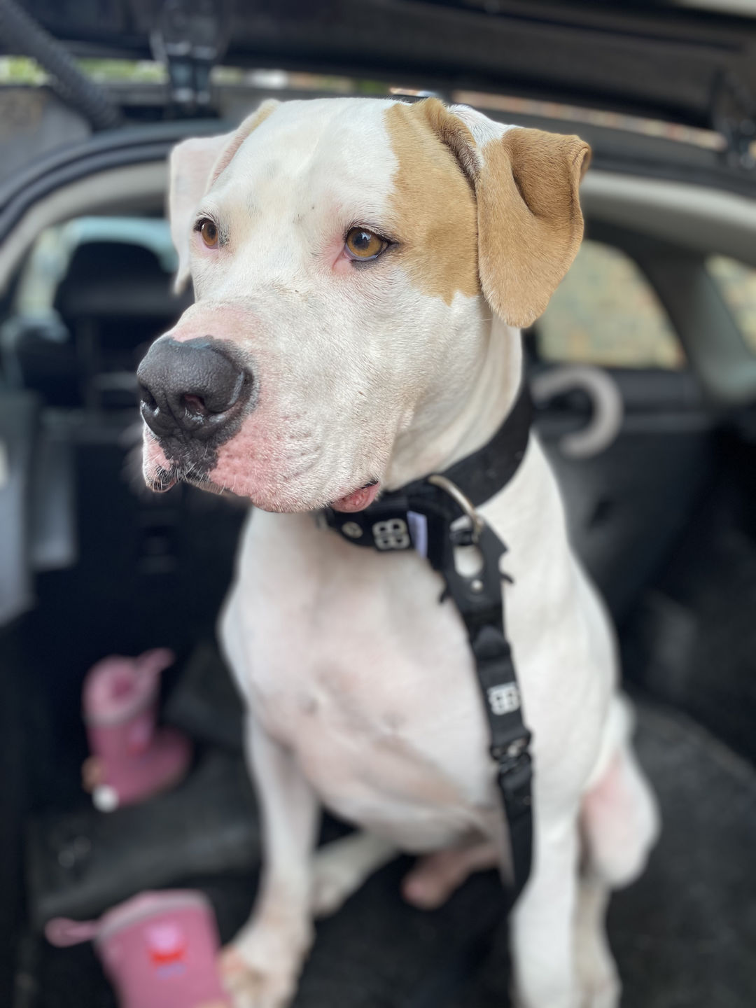 Customer photo review of 4cm Nylon Dog Collar - Black v2.0