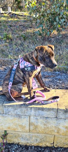 Customer photo review of DF Co. Pink Camo Dog Harness