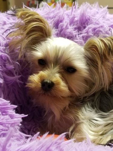 Customer photo review of I Woof You Dog Dad - Personalized Custom Premium Unisex T-shirt